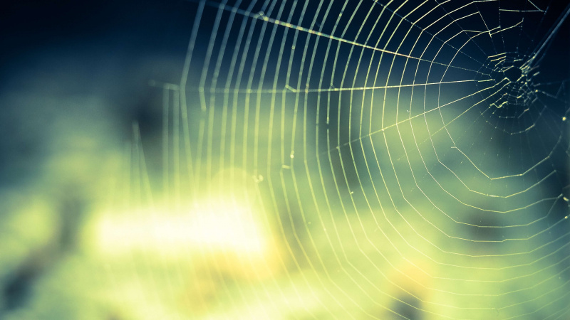 La peur des : araignées