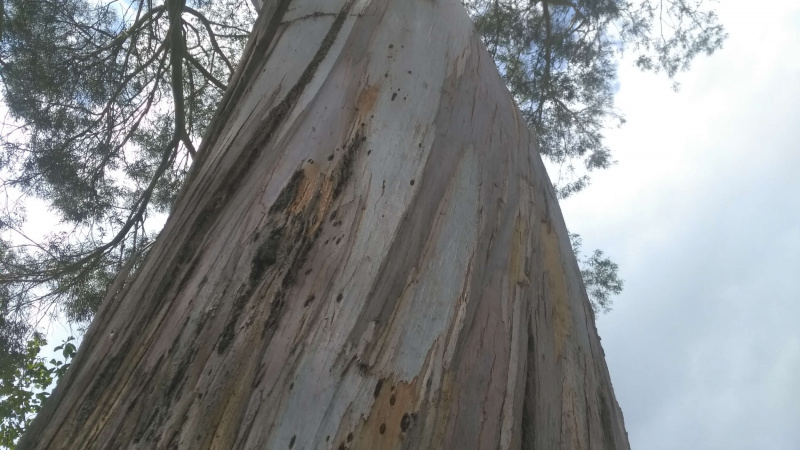 APPRIVOISER SES PEURS